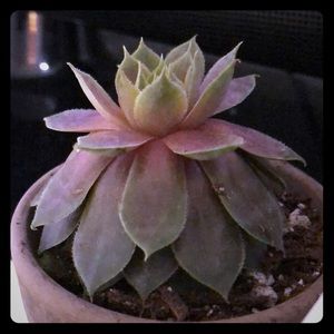 Meet your Posher, zdrea